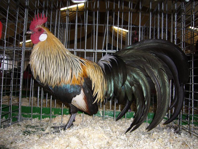 Bezirksschau Luebbecke 278.jpg - Deutsche Zwerghühner orangenhalsig Preis HV96 E